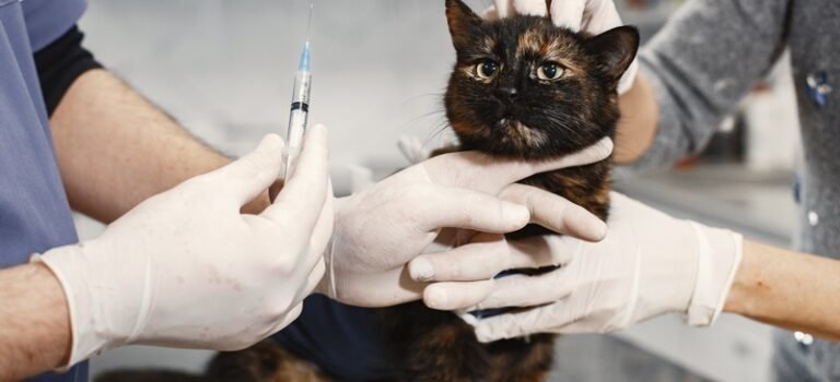 VACCINEZ VOTRE CHAT!