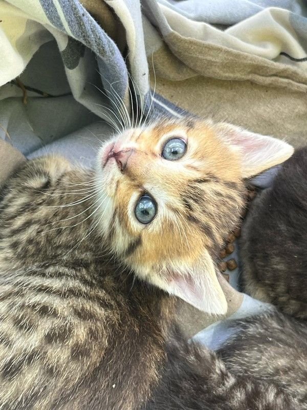 Milo