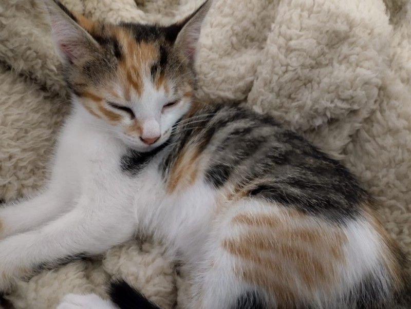 Lila