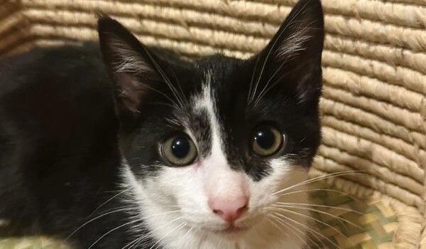 Tacha