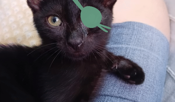 Gary le pirate
