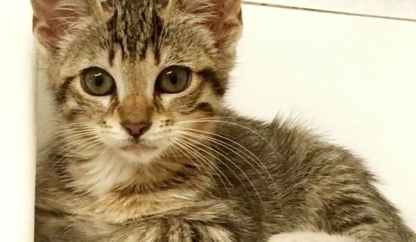 Choupette
