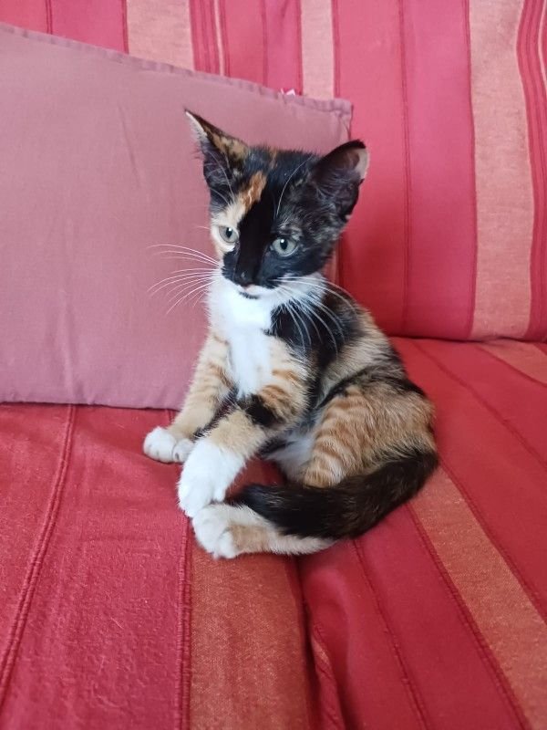 Athena