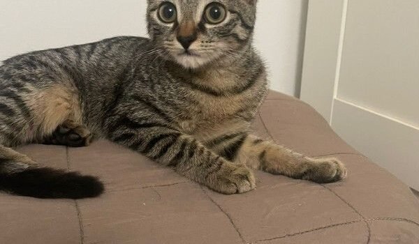 Ina