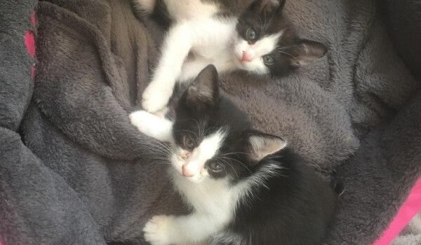 LES 3 FELIX