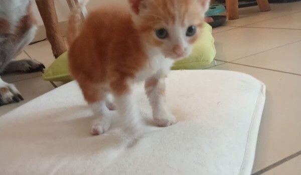 Charlie