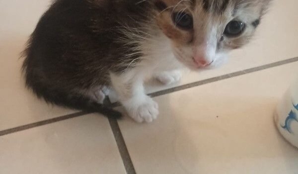 Coco