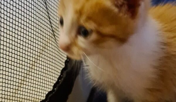 2025 – Groot 2025 – Groot