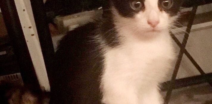 2025 – Louis 2025 – Louis