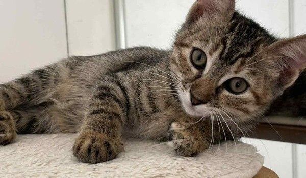 2025 – Suzy 2025 – Suzy