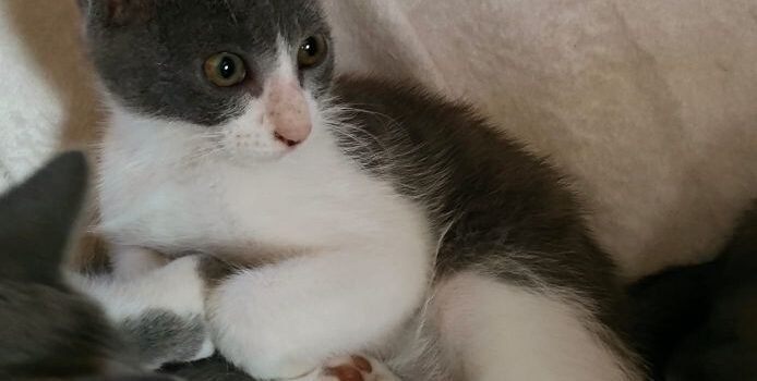 2025 – Batman 2025 – Batman