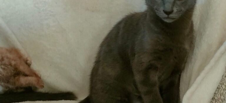 2025 – Oreo 2025 – Oreo