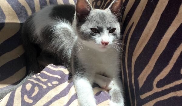 2025 – Malou 2025 – Malou