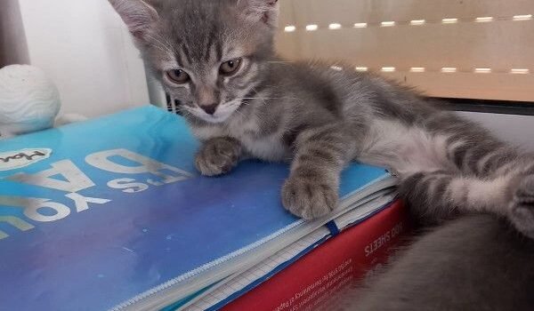 2025 – Indy 2025 – Indy