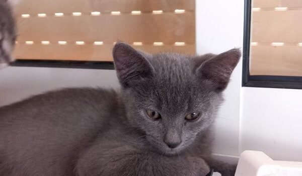 2025 – Pearl 2025 – Pearl