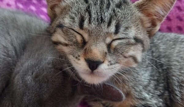 2025 – Aléa 2025 – Aléa