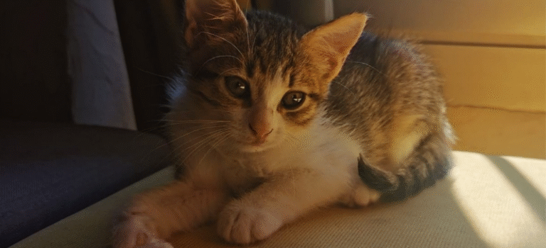 2025 – Nil 2025 – Nil