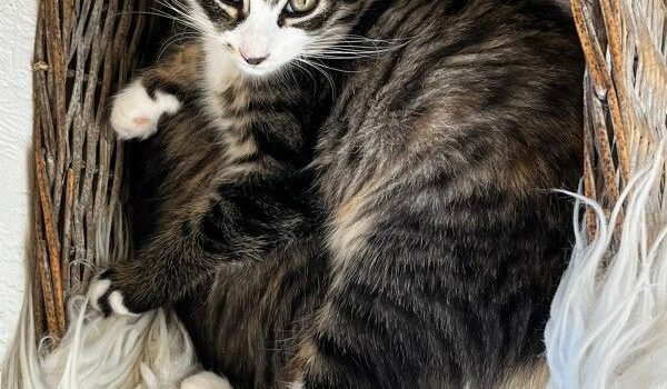 2025 – Mitten 2025 – Mitten