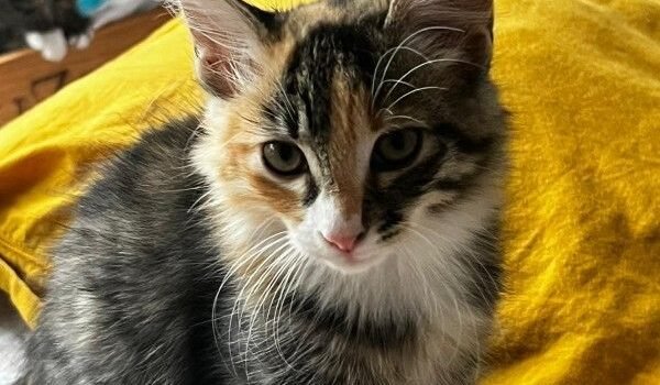 2025 – Moon 2025 – Moon