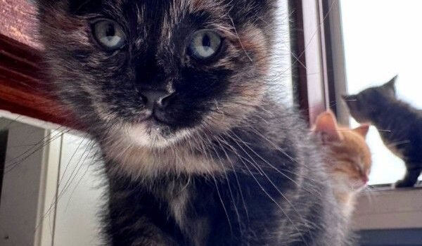 2025 – Nina 2025 – Nina