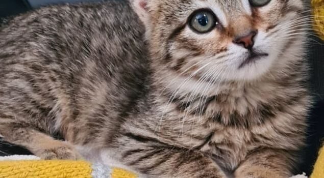 2025 – Scrath 2025 – Scrath