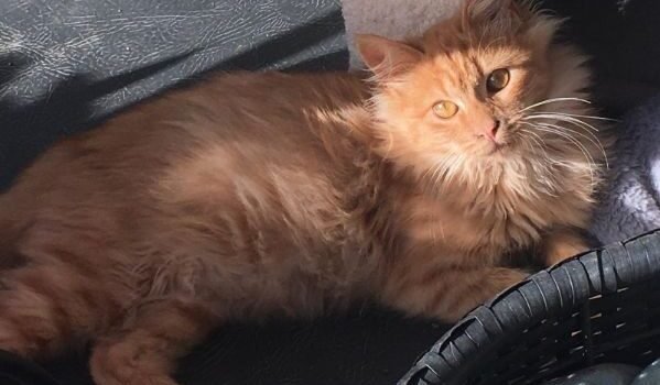 205 – Toffee 205 – Toffee