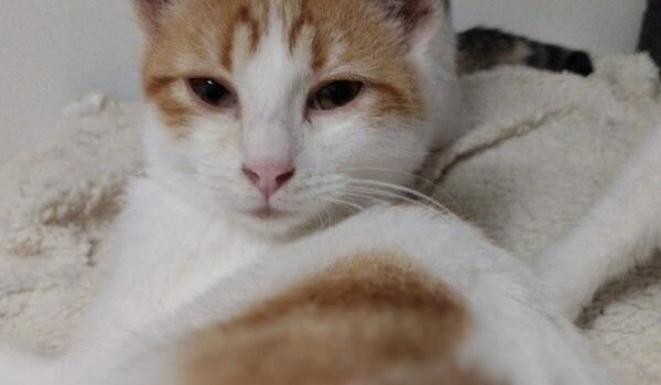 2025 – Tango 2025 – Tango