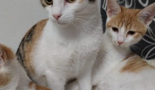 2025 – Lyliah 2025 – Lyliah