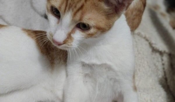 2025 – Mango 2025 – Mango