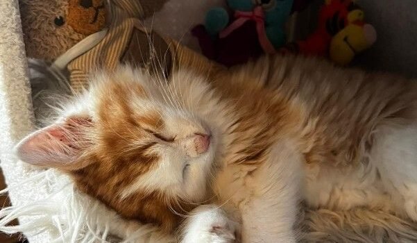 2025 – MilkyWay 2025 – MilkyWay