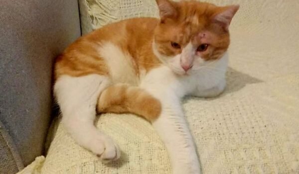 2026 – Rox 2026 – Rox