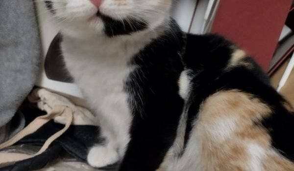 2026 – Kitty 2026 – Kitty