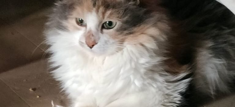 2026 – Perle 2026 – Perle