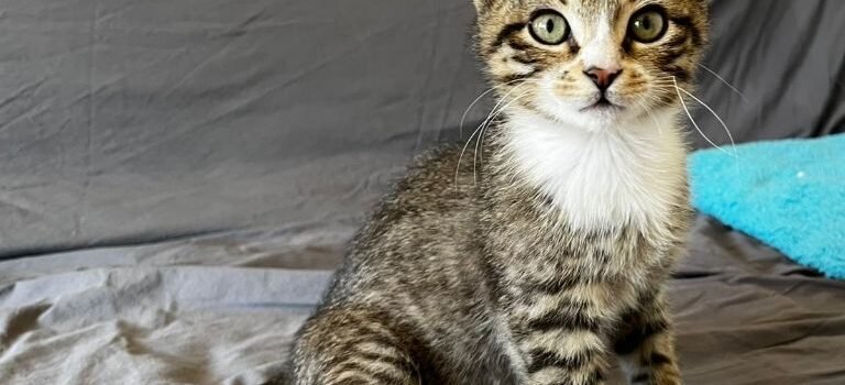 2026 – Frimousse 2026 – Frimousse