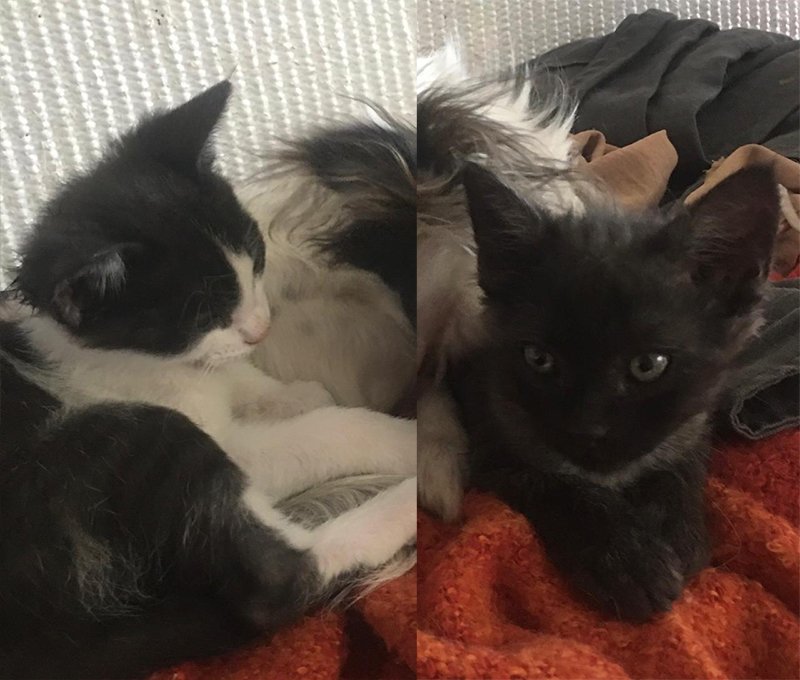 Punky & Sky