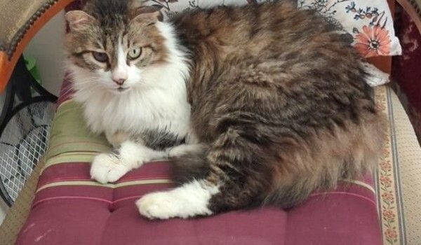 Yuki