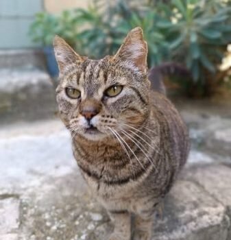 Tigrette