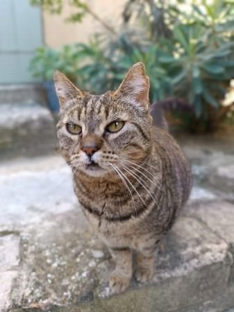 Tigrette