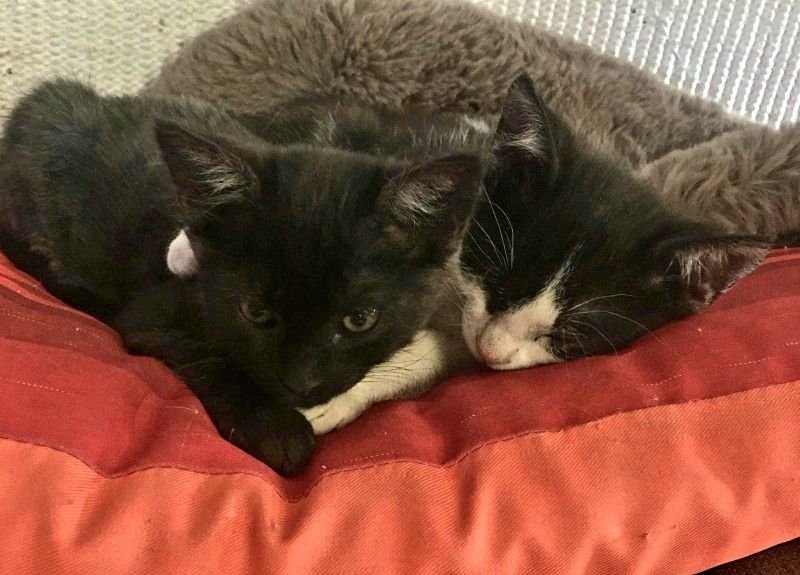 Punky & Sky