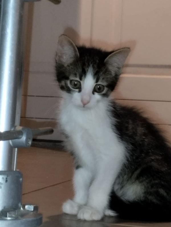 Oreo