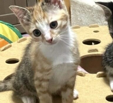 2026 – Kitta