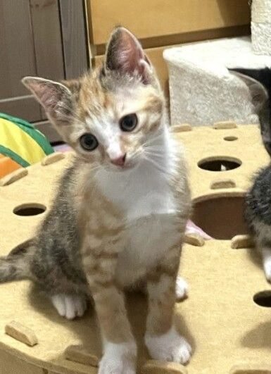 Kitta