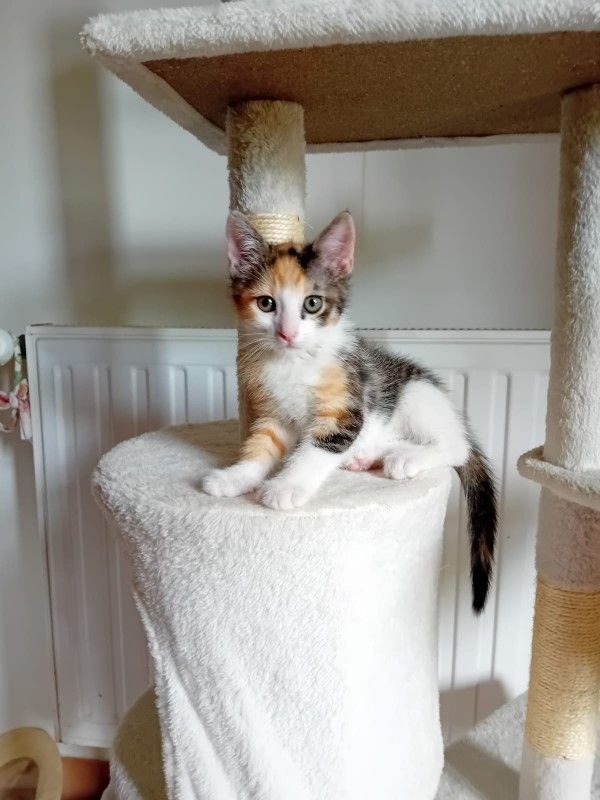 Noisette