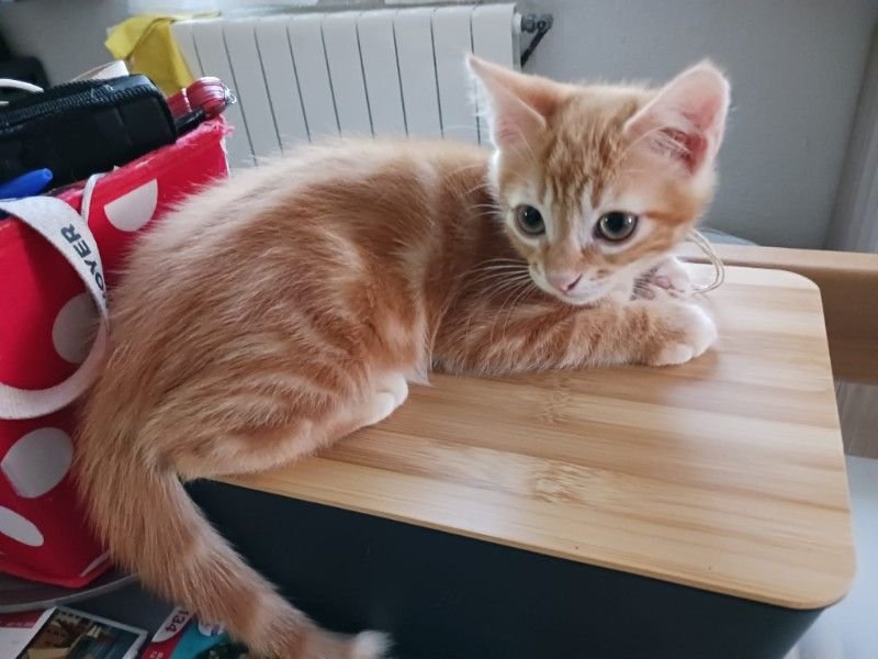 Bonbon