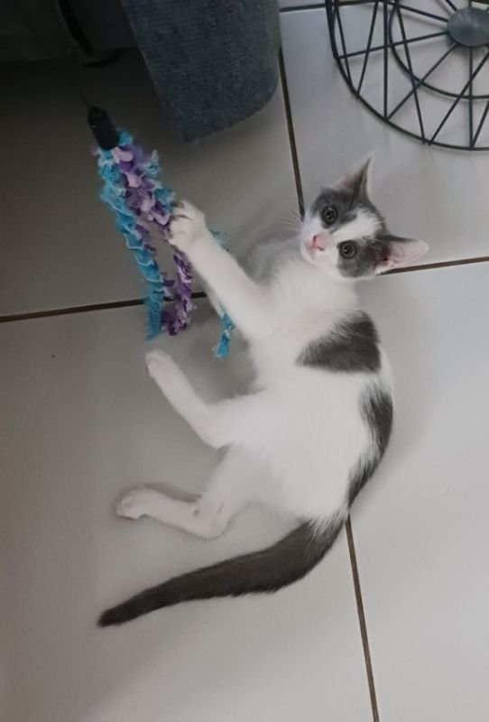 Zora