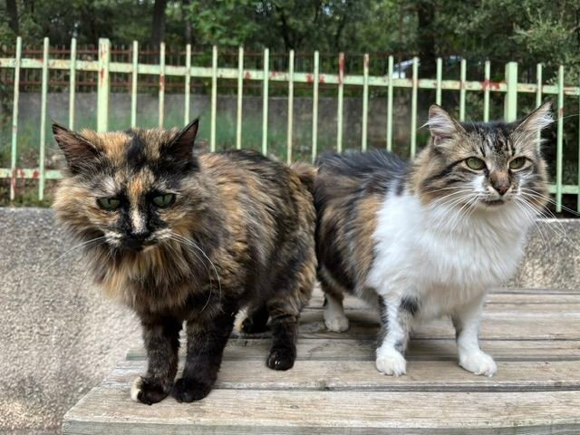Noisette & Crème