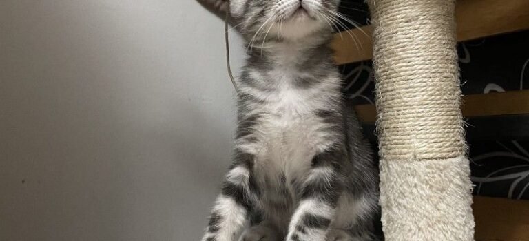 2026 – Nala