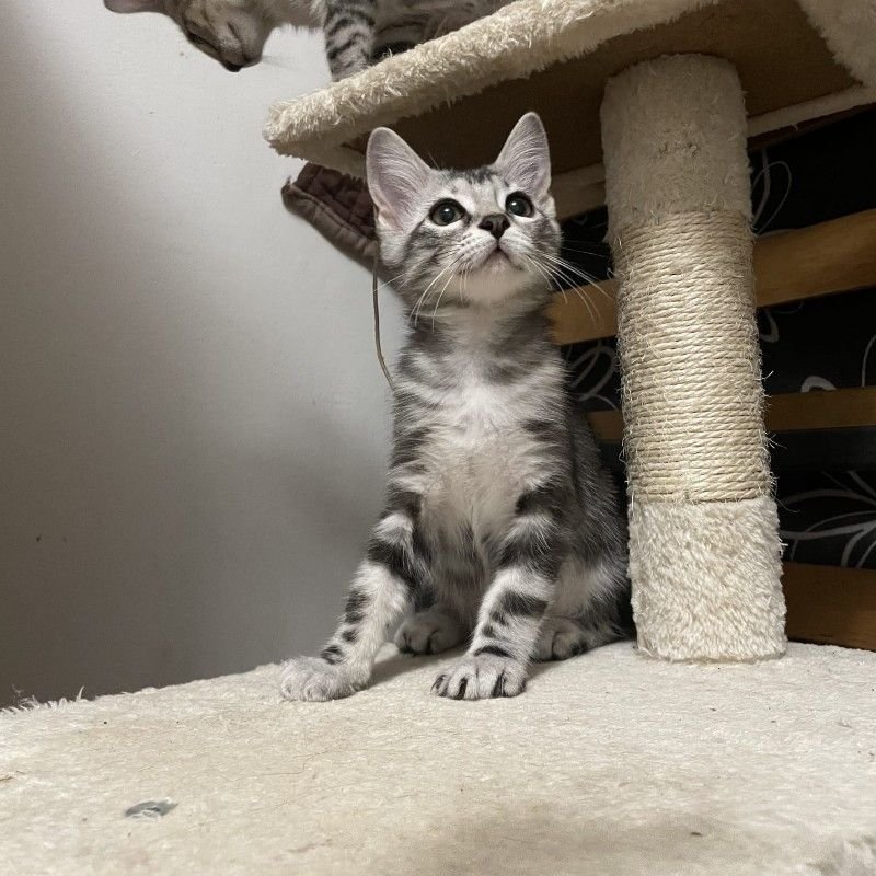 Nala