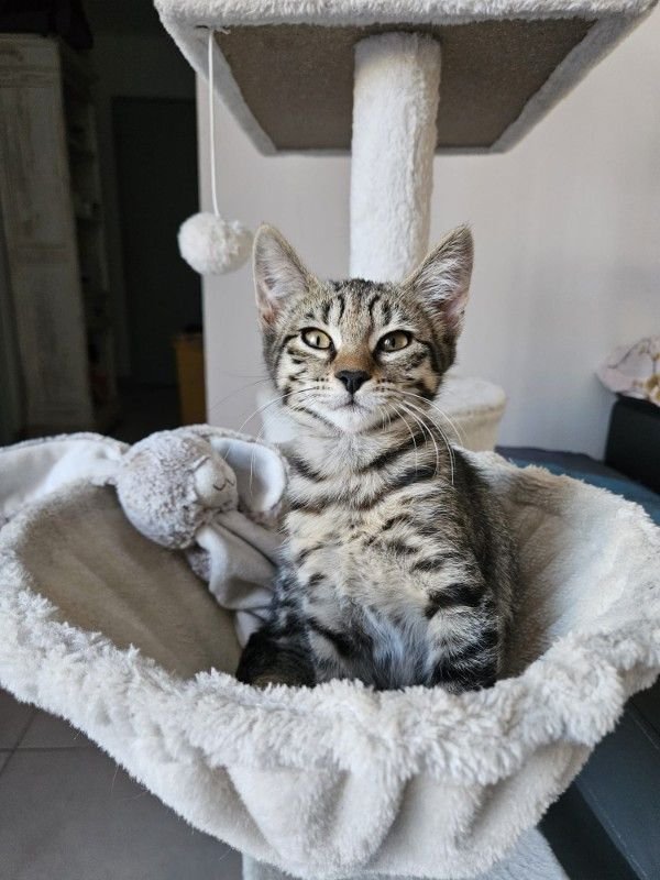 Kali