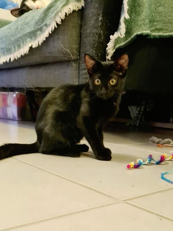 Mavy